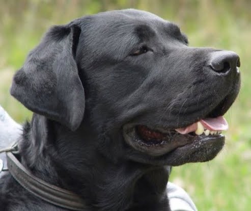 Remeron 7 5 mg for sleep 20 mg